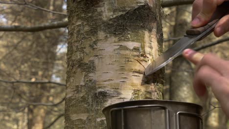 Cutting a birch tree bark with a bushcraft knife to collect its sap in a canteen