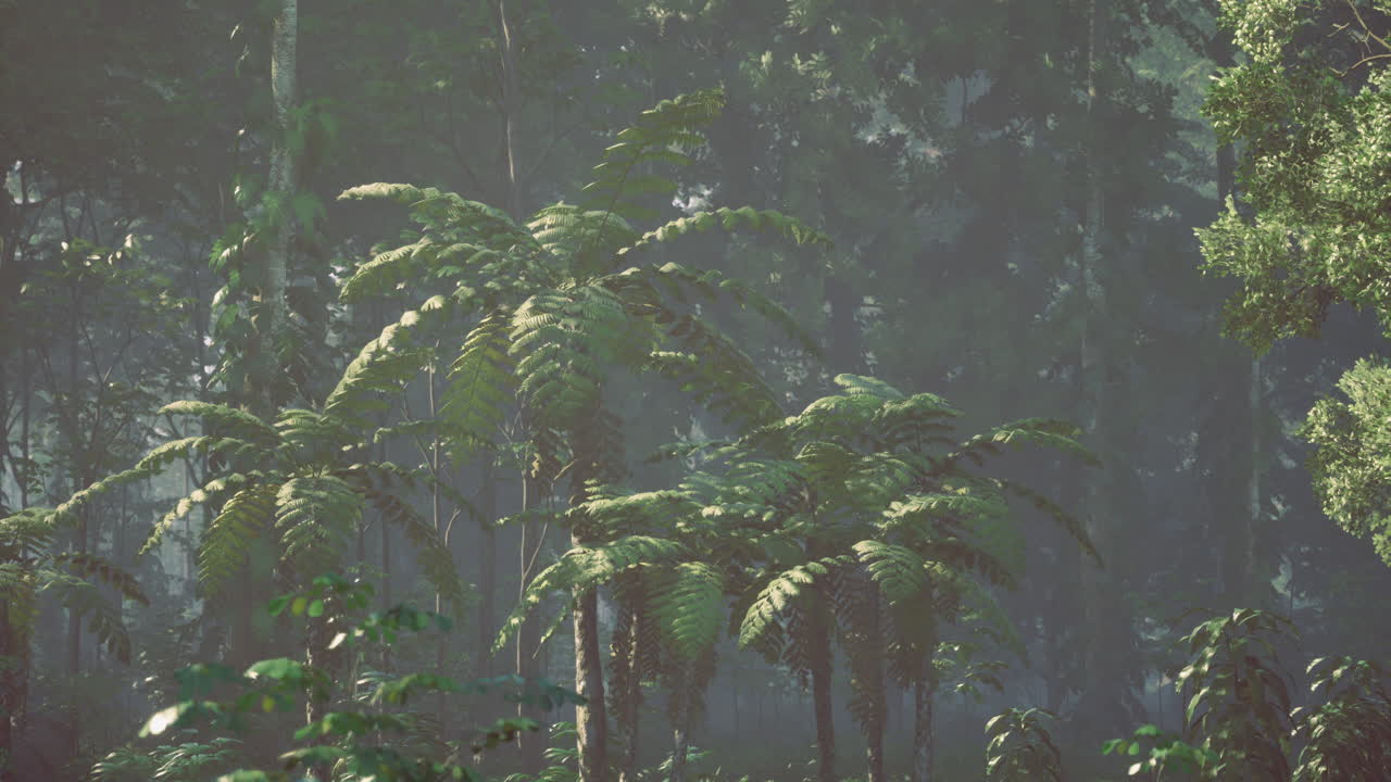 Lush ferns thrive in a vibrant tropical rainforest during the early morning