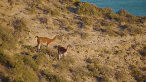 Schöne-Wilde-Guanacos-Am-Patagonischen-Meer-An-Einem-Sonnigen-Tag---Mitten-Im-Schuss