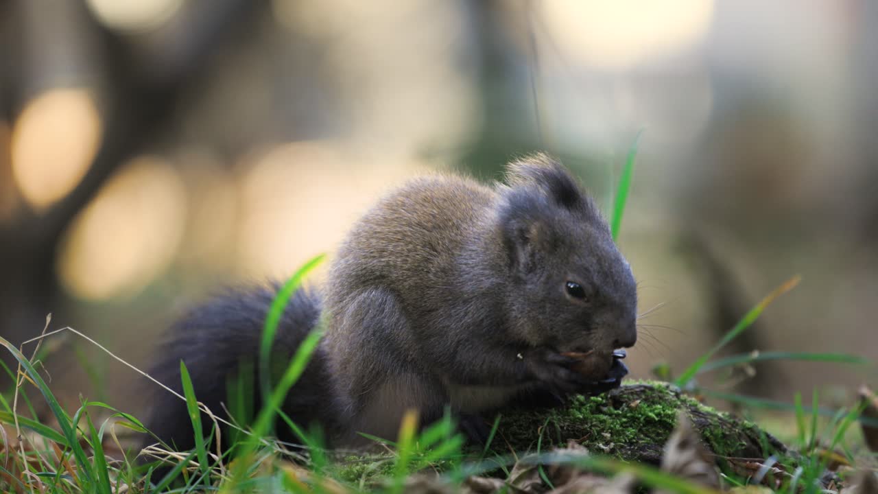 ardilla gris comiendo una nuez mientras se sienta en la hierba verde, de cerca