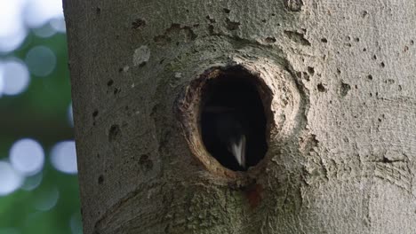 young woodpecker pecking with beak and using tongue at insects from nest hole in tree