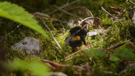 Bumblebee-sits-on-moss-on-forest-floor-grooming-itself-with-legs