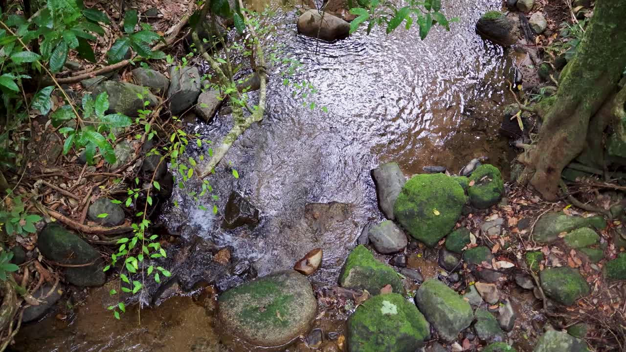 A tranquil stream flows over moss-covered rocks in a vibrant rainforest setting, captured with natural lighting and a steady camera