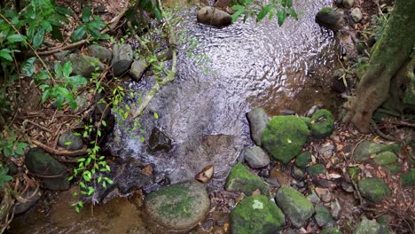 a tranquil stream flows over moss-covered rocks in a vibrant rainforest setting, captured with natural lighting and a steady camera