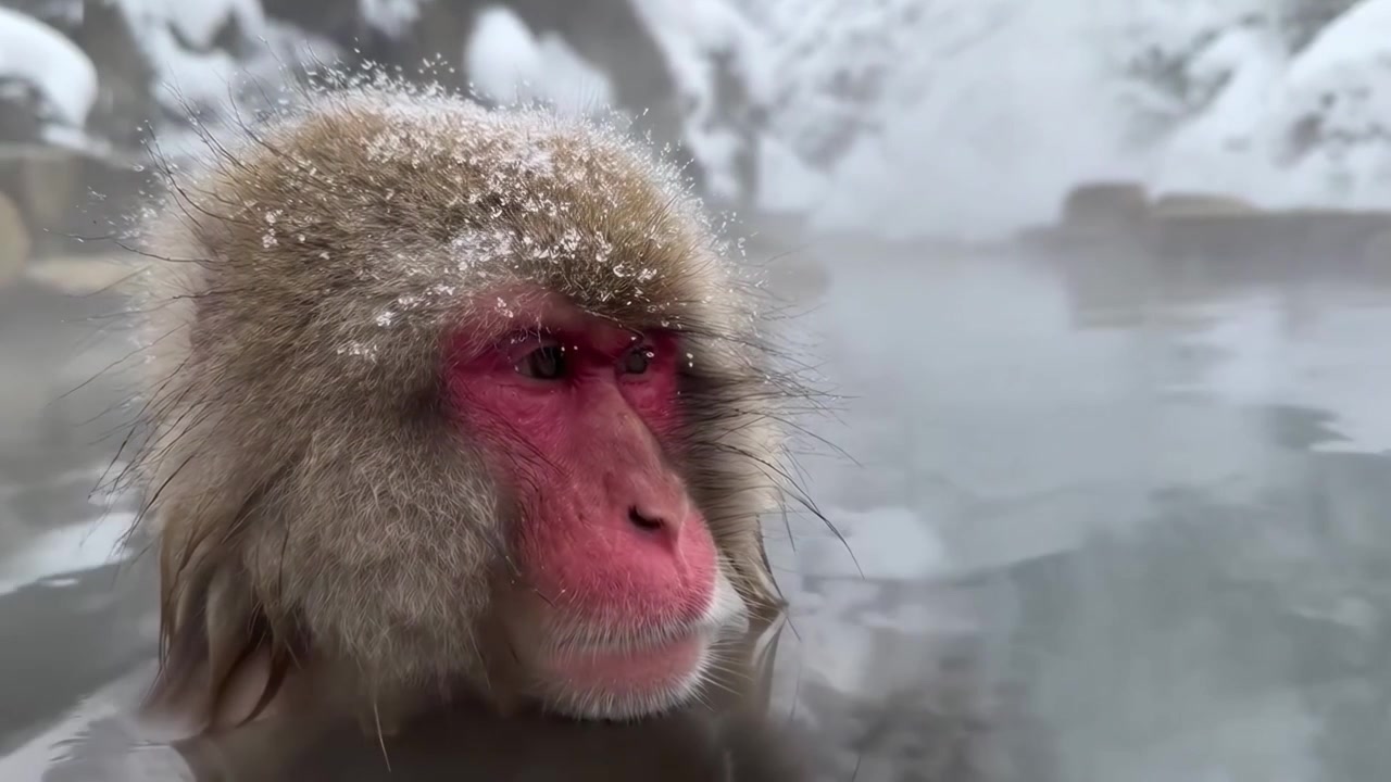 Macaco-da-neve Japonês Relaxado Tomando Banho em uma Fonte Termal Fumegante