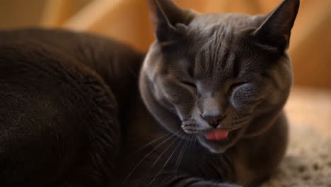 a sleeping grey cat with a funny tongue-out moment