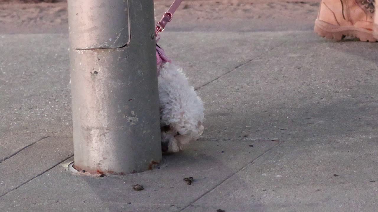 핑크색 허니를 입은 작은 개가 주변을 탐험하고 있다