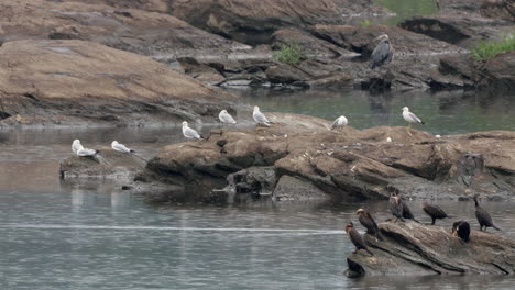 seagulls, cormorants and a gray heron sitting on the rocks in the susquehanna river in the rain