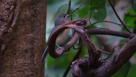 La-Cámara-Se-Acerca-Mientras-Este-Pájaro-Mira-Hacia-La-Cámara-Y-Gira-Hacia-La-Derecha,-Papamoscas-Azul-Indochino-Cyornis-Sumatrensis-Hembra,-Tailandia