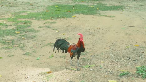 Cockerel-Walks-and-Stops-in-Center-of-Frame-at-a-Thai-Temple-Grounds-in-Thailand