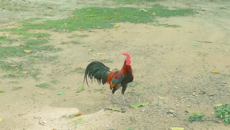 cockerel walks and stops in center of frame at a thai temple grounds in thailand