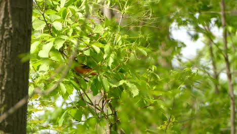 a beautiful baltimore oriole jumping around on a branch covered in radiant green leaves