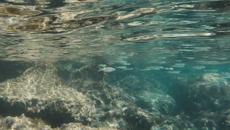 A-mesmerizing-shot-of-a-school-of-fish-swimming-near-the-surface-of-the-sea