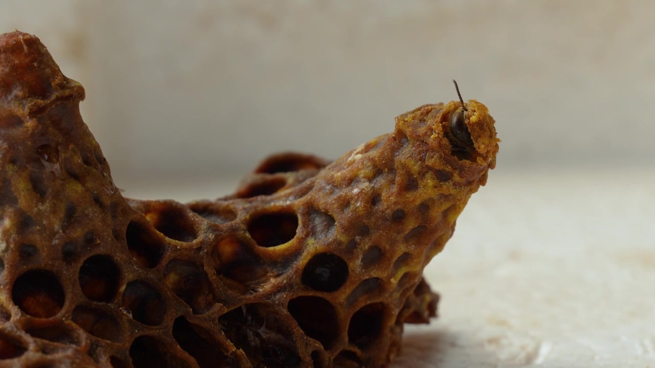 Close-up of a queen bee chewing through the wax cap of a queen cell before emerging, capturing a rare moment in the honey bee life cycle