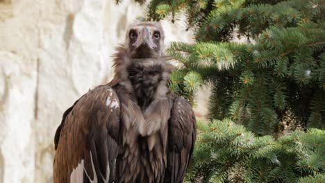 cinereous vulture (aegypius monachus) is a large raptorial bird that is distributed through much of temperate eurasia. it is also known as the black vulture, monk or eurasian black vulture.