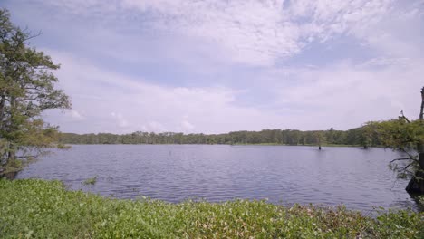 serene lake landscape with lush vegetation