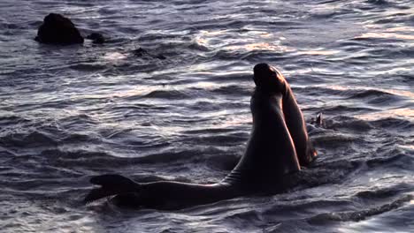 male elephant seals violently fighting each other for mating dominance on the central coast of california