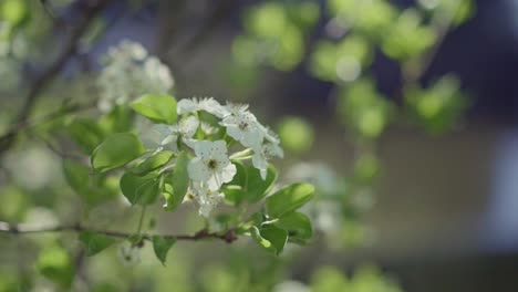 Weiße-Blüte-Auf-Einem-Obstbaum,-Der-Im-Wind-Weht,-Mit-Grünem-Laub-Im-Hintergrund