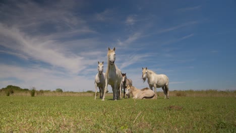 hermosos caballos salvajes en un campo vacío con el alfa protegiendo al grupo