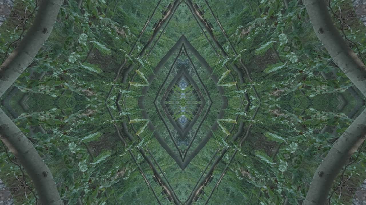 caleidoscopio de vegetación usando imágenes de bosque de wissahickon creek, philadelphia, #58