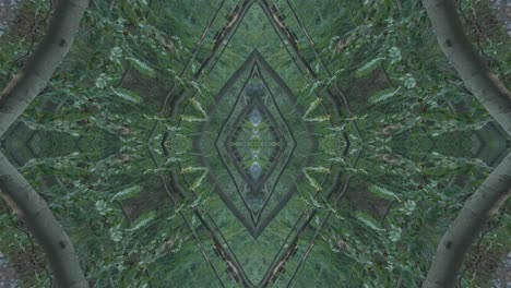 Grünes-Kaleidoskop-Mit-Waldbildern-Aus-Wissahickon-Creek,-Philadelphia,-#58