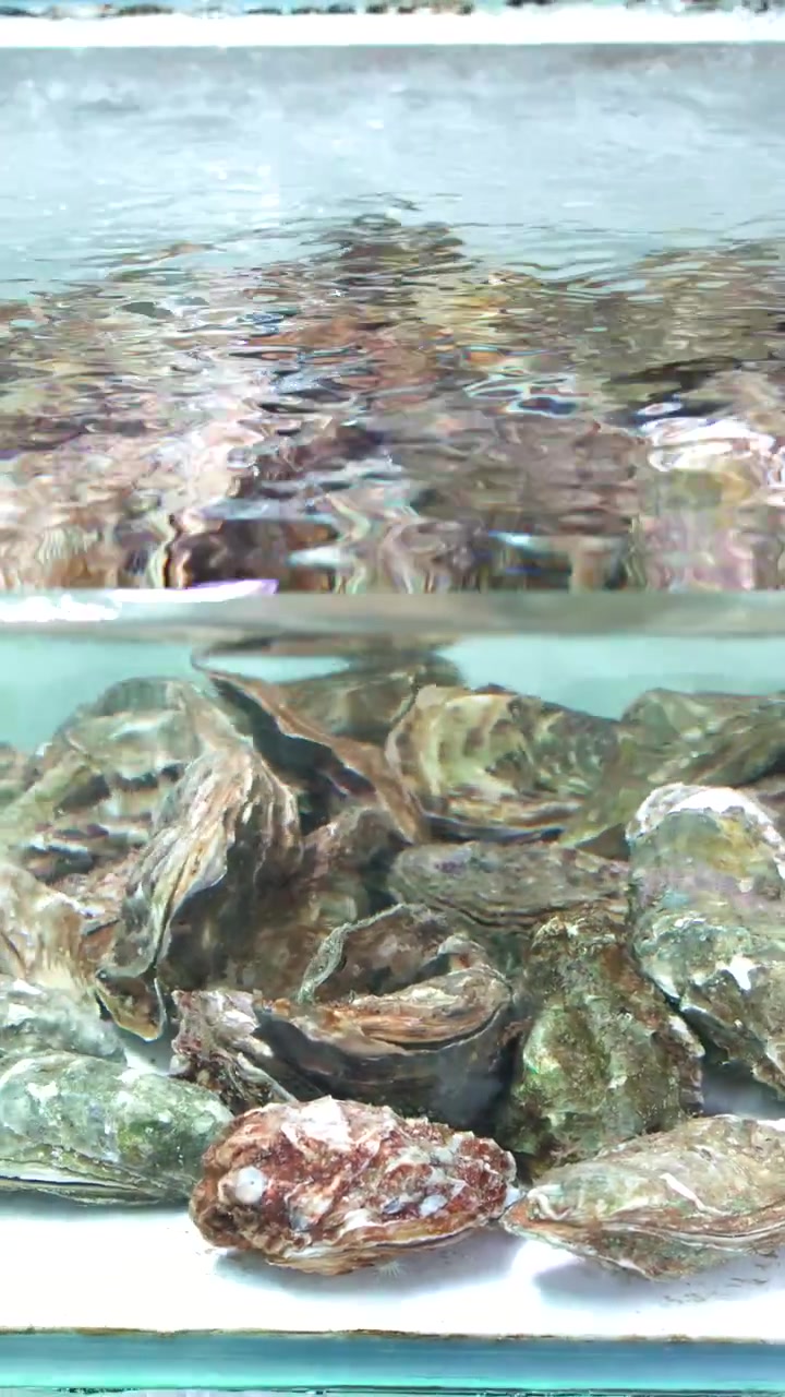Static medium shot of live oysters submerged in a bubbling glass aquarium at a market