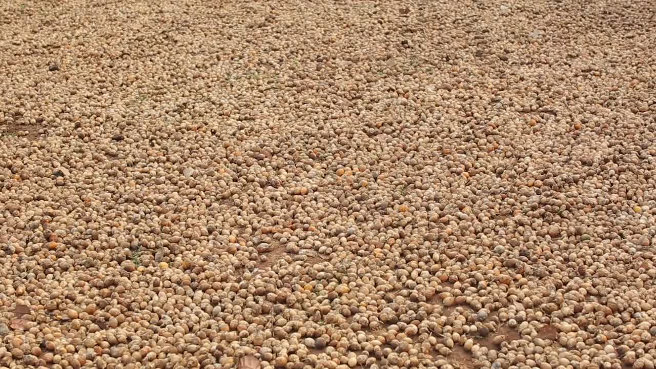 nueces de areca secándose en el suelo, amplia vista de establecimiento