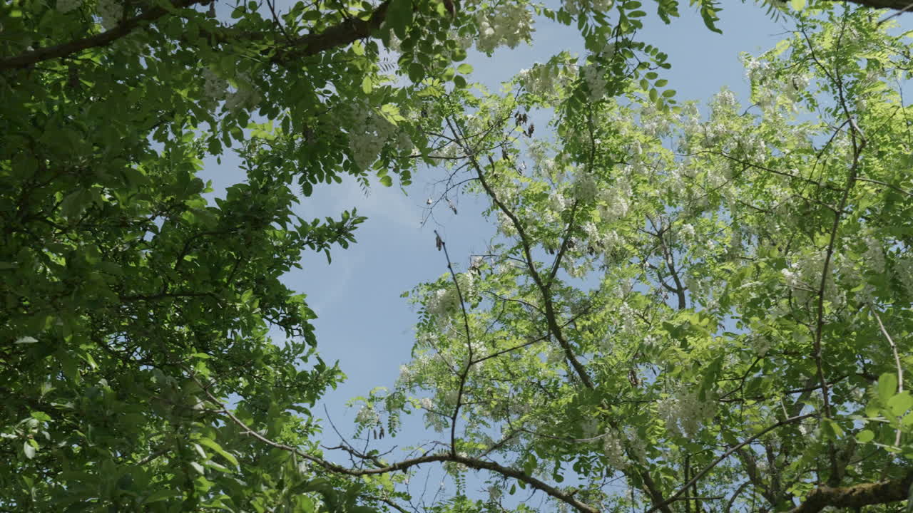Rotating upward view of blooming acacia trees against blue sky