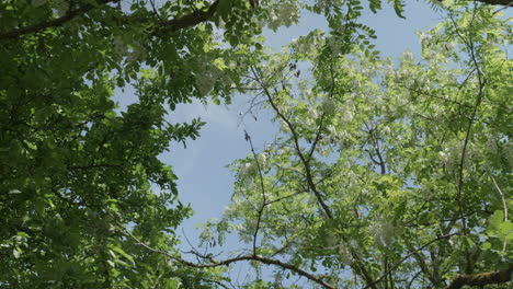 rotating upward view of blooming acacia trees against blue sky