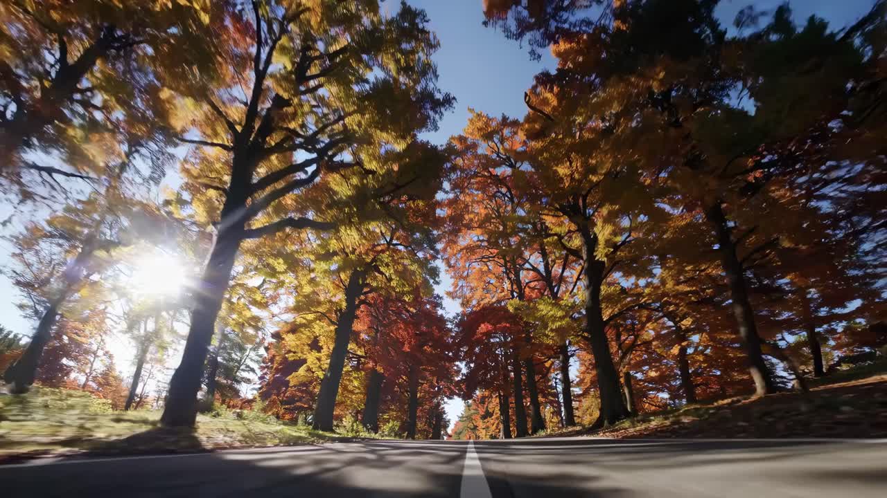 Dynamic low-angle video capturing a sunlit road through vibrant autumn trees, creating a sense