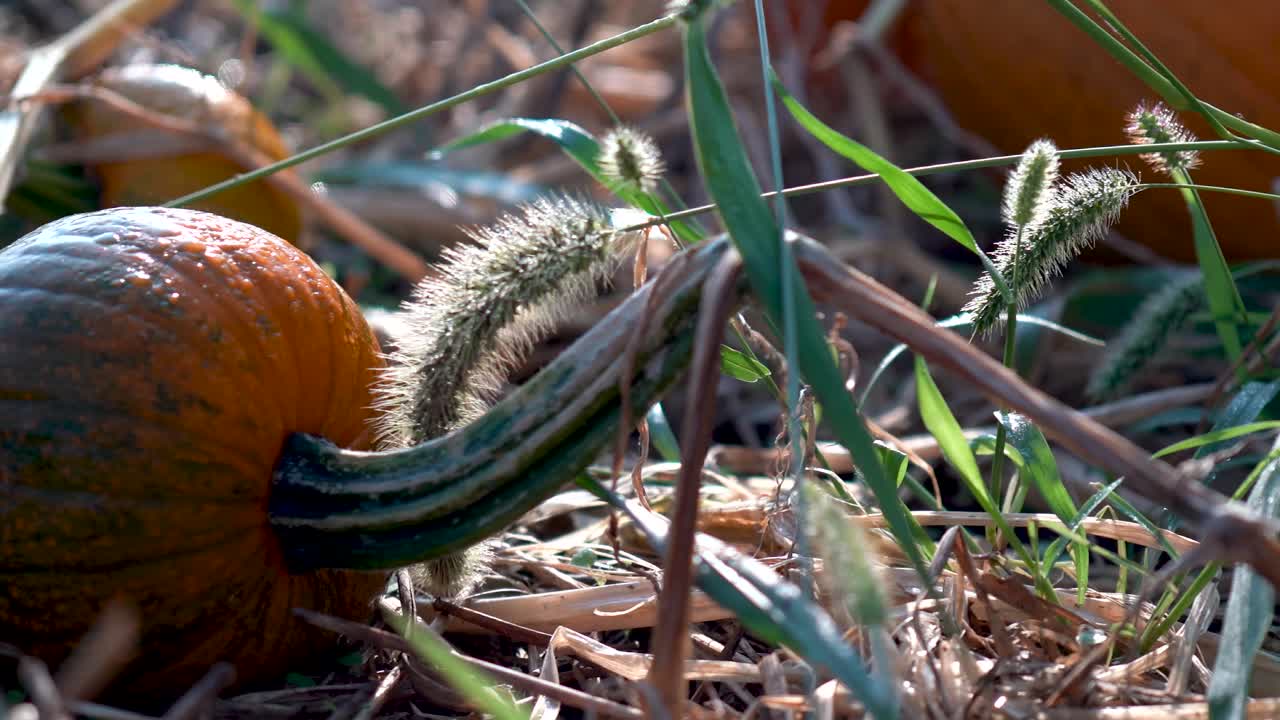 Close-up of Pumpkins in a Field