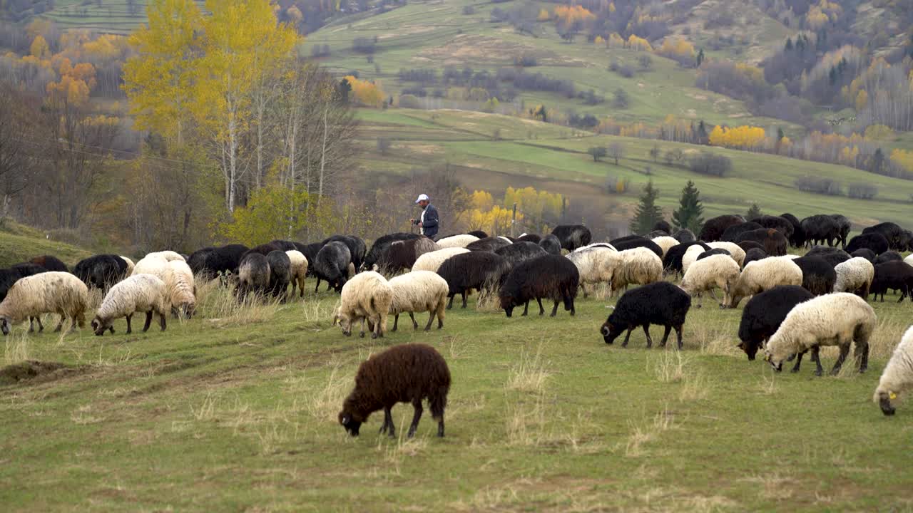 Flock of sheep on the beautiful mountain meadow