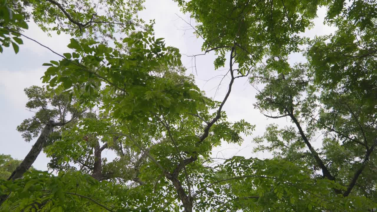 ป่าเขตร้อนที่สวยงามของสวนหลวง ร.9 พร้อมวิวทะเลสาบในกรุงเทพฯ ความละเอียด 4K พร้อมการเคลื่อนไหวของกิมบอลที่นุ่มนวล