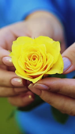 women's hands with a rose in his hand close-up vertical video