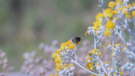 bumble bee gathering nectar