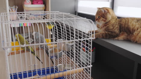cat watching birds in a cage
