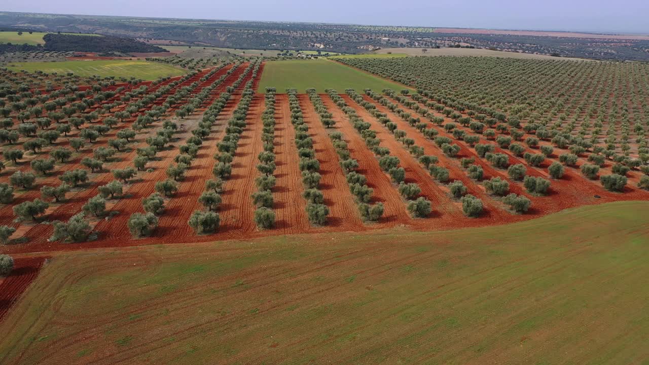 vuelo en un campo de olivos en línea proyectando sus sombras recientemente aradas en tierra roja en un día de primavera con un cielo azul y campos verdes de cultivos en toledo, españa