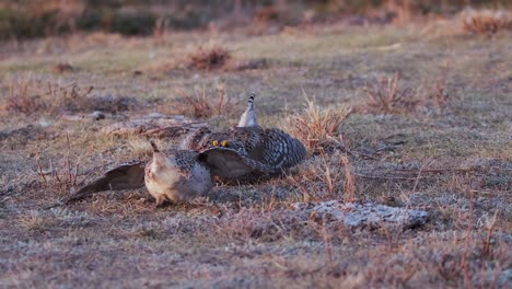 Two-male-Sharptail-Grouse-dance,-fight-for-females-on-prairie-lek