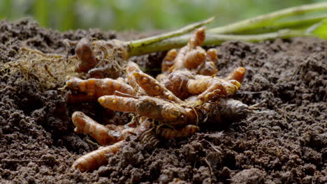 raw turmeric cultivation and a man harvesting turmeric from soil