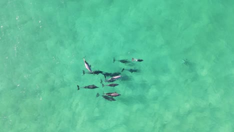 un grupo de delfines juguetones se reúnen como un grupo familiar e interactúan entre sí.