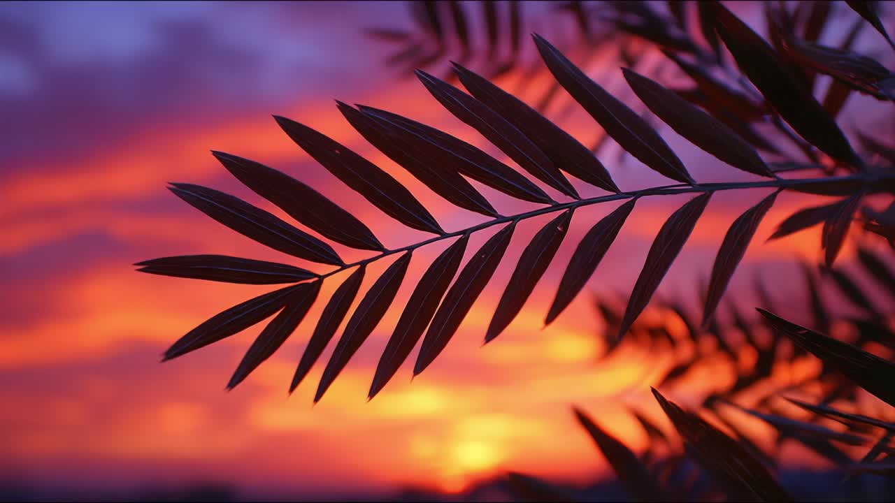 A Stunning Silhouette of Palm Leaves Against a Vibrant Sunset: Nature's Artistry Captured in Two Frames Experiencing the Beauty of a Colorful Dusk Sky