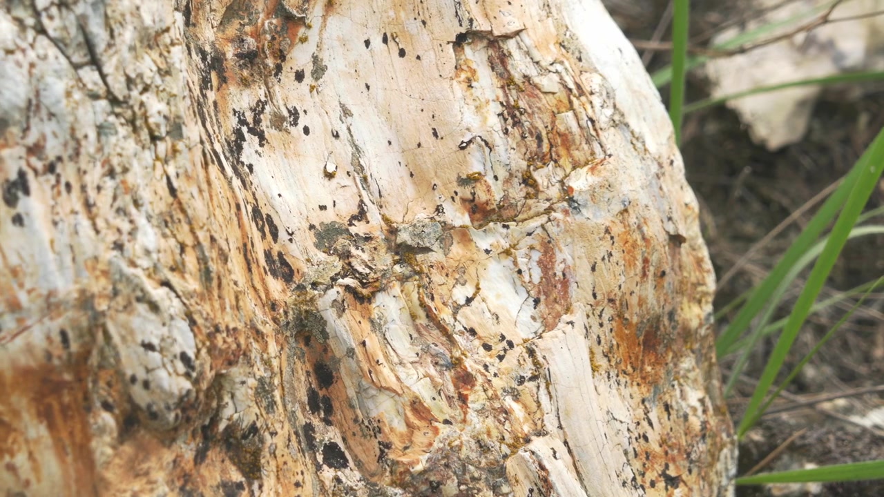 Primo piano di una superficie di legno pietrificato testurizzata in natura