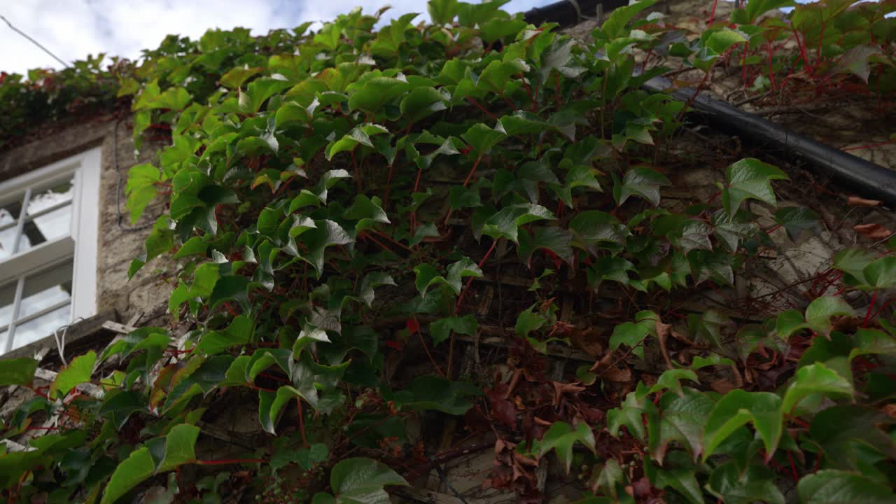 Low-angle drone descending close-up over green ivy climbing the stone walls of a North Yorkshire farmhouse, capturing rustic textures and charming rural architecture