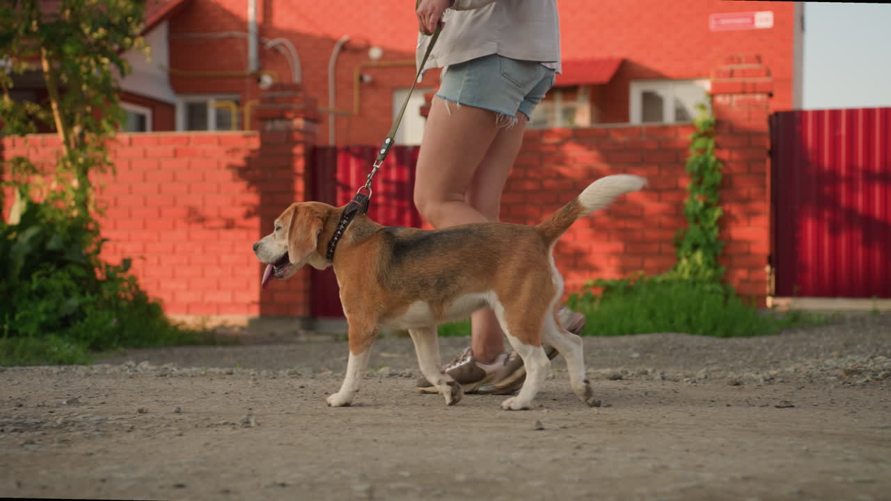 Side view of dog owner walking beagle on leash along gravel road in rural setting, beagle panting with tongue out while walking happily, background featuring brick building and red brick fence