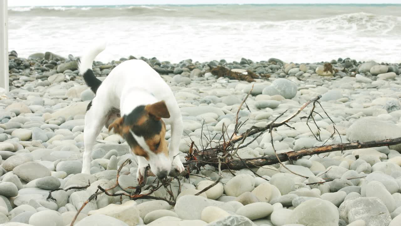 собака жует палку на пляже.