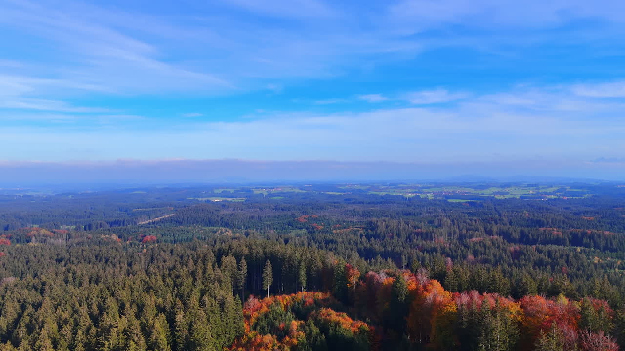 Some areas of colorful trees among the evergreen forests. Sunny scenery of stunning nature in autumn from top.
