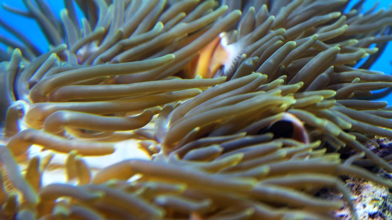 el pez payaso rosado