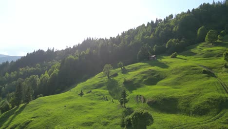 green hills and forest of mountain in summer