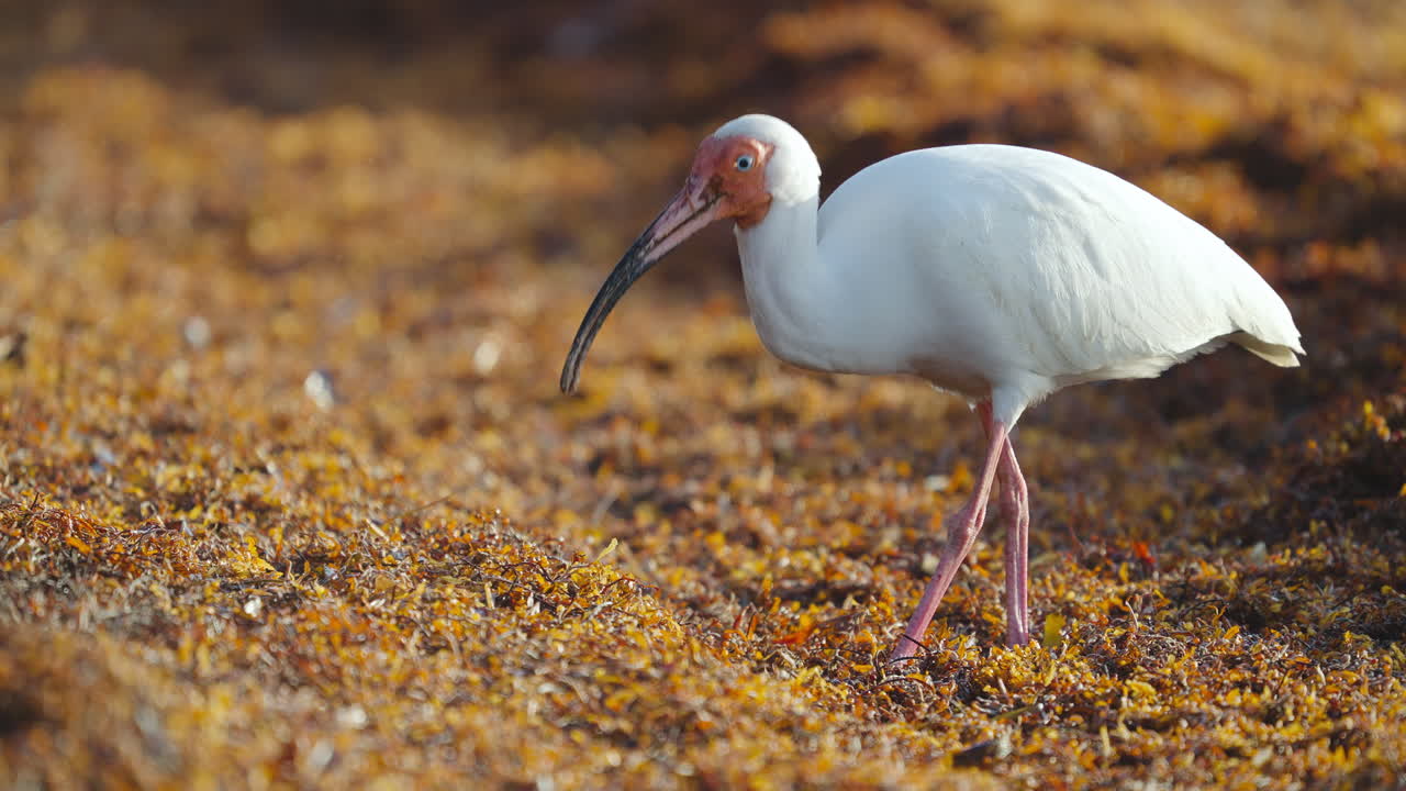 White Ibis Feeding on Worms in Seaweed 2