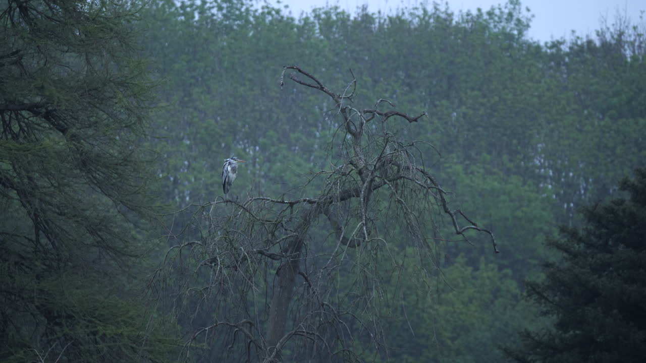 추운 아침에 헤론 조류 서식지 생태계 나무 둥지